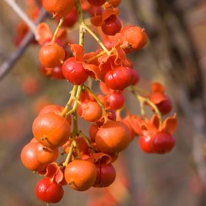 Celastrus scandens 'Bailumn'