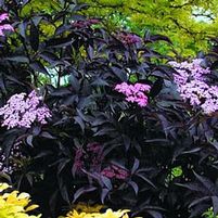 BLACK BEAUTY® ELDERBERRY