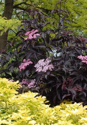 BLACK BEAUTY® ELDERBERRY