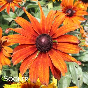 AUTUMN COLORS BLACK-EYED SUSAN