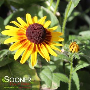 Rudbeckia hirta 'Denver Daisy'