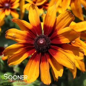 AUTUMN COLORS BLACK-EYED SUSAN