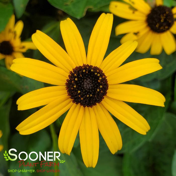 Image property of Sooner Plant Farm, Inc.