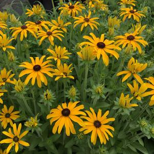 Rudbeckia x 'Glitters Like Gold'