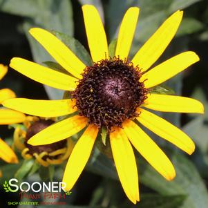 Rudbeckia fulgida var. sullivantii 'Little Goldstar'