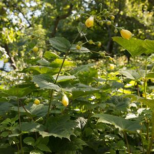 Kirengeshoma palmata ''