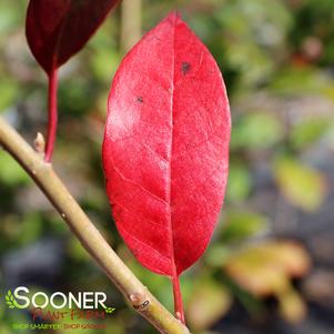 Nyssa sylvatica 'Wildfire'