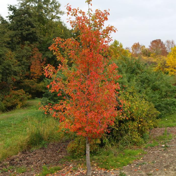 TUPELO TOWER™ BLACKGUM