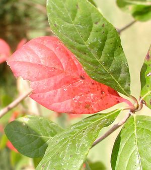 BLACKGUM