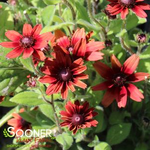 Rudbeckia hirta 'Cherry Brandy'