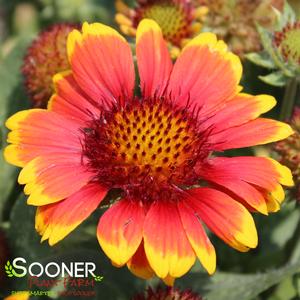 ARIZONA SUN BLANKET FLOWER