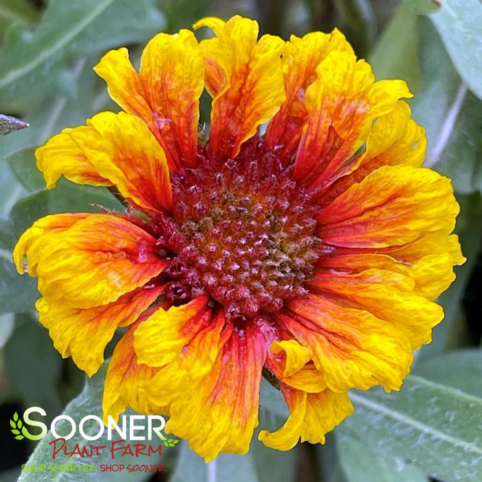 ARIZONA SUN BLANKET FLOWER