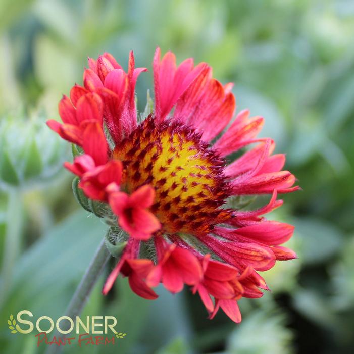 FANFARE BLAZE BLANKET FLOWER