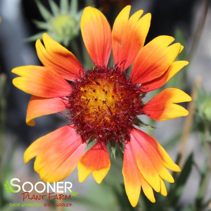 Image property of Sooner Plant Farm, Inc.