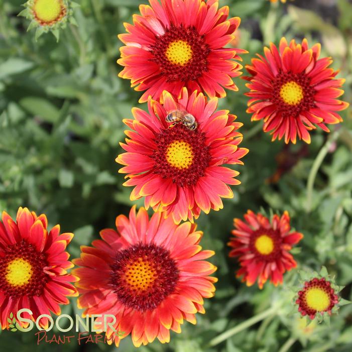 RED SUN BLANKET FLOWER