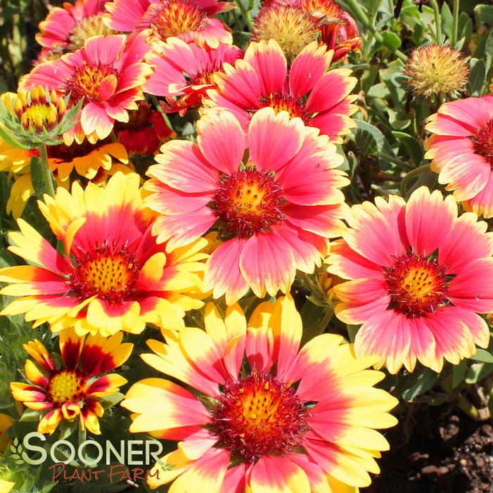 SUNSET MEXICAN BLANKET FLOWER