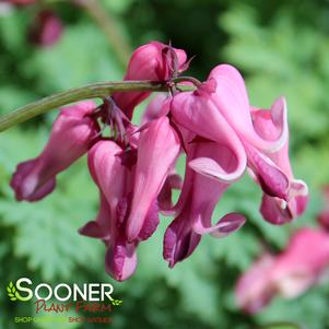 Dicentra x 'Pink Diamonds'