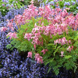 Dicentra x 'Amore Pink'