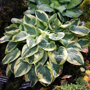 Hosta x 'Wide Brim'