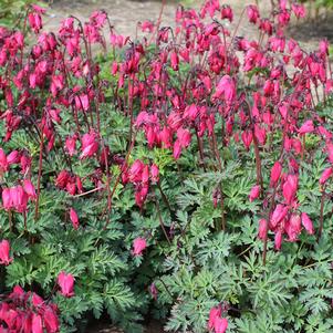 Dicentra x 'Amore Rose'