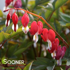 Dicentra spectabilis 'Valentine'