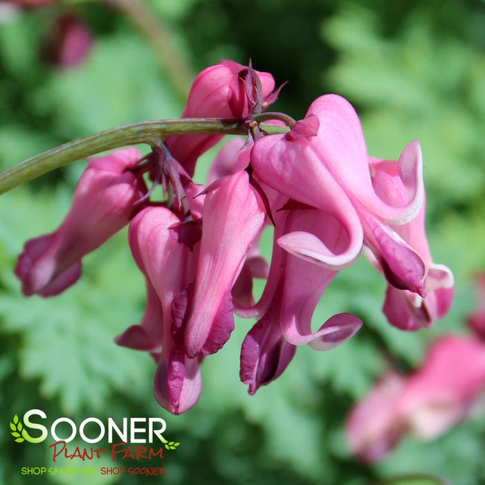 Image property of Sooner Plant Farm, Inc.