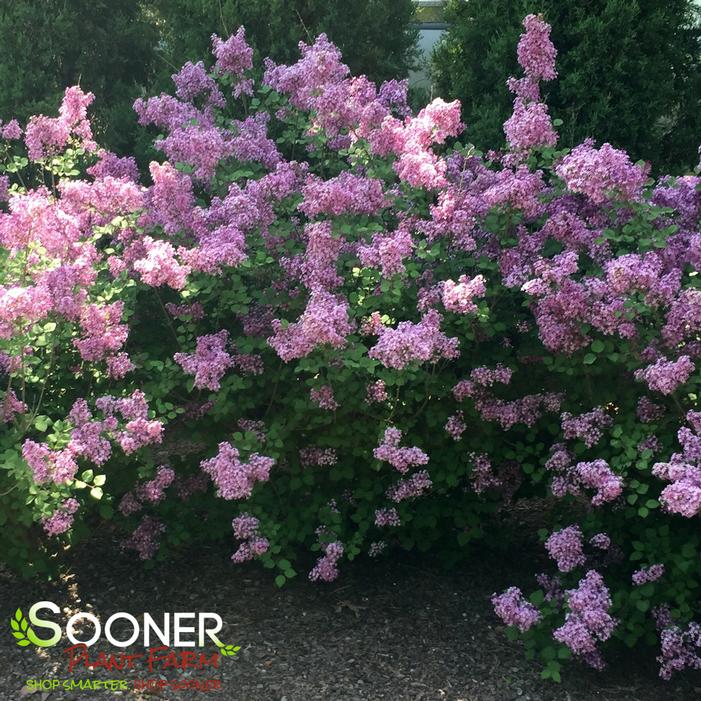 BLOOMERANG® DARK PURPLE LILAC