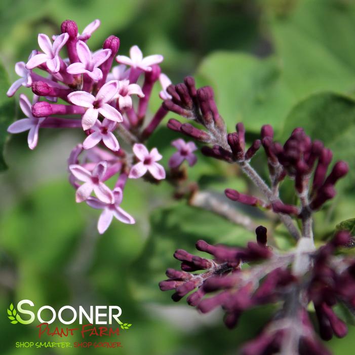 BLOOMERANG® DARK PURPLE LILAC