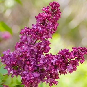 Syringa vulgaris 'Charles Joly'