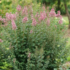 Syringa x 'SMNSPH'