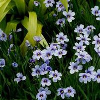 DEVON SKIES BLUE-EYED GRASS