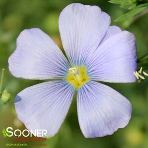 WILD BLUE PRAIRIE FLAX