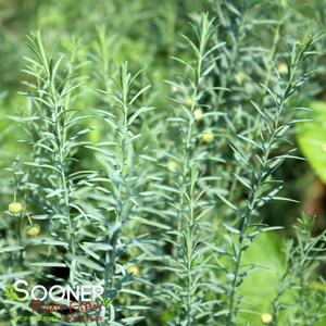 WILD BLUE PRAIRIE FLAX