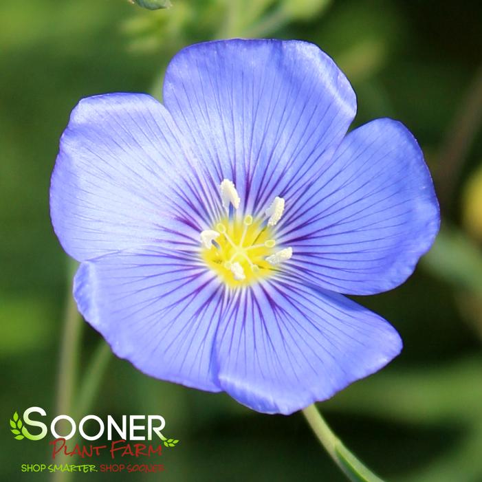 WILD BLUE PRAIRIE FLAX