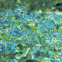 BLUE MUFFIN® VIBURNUM