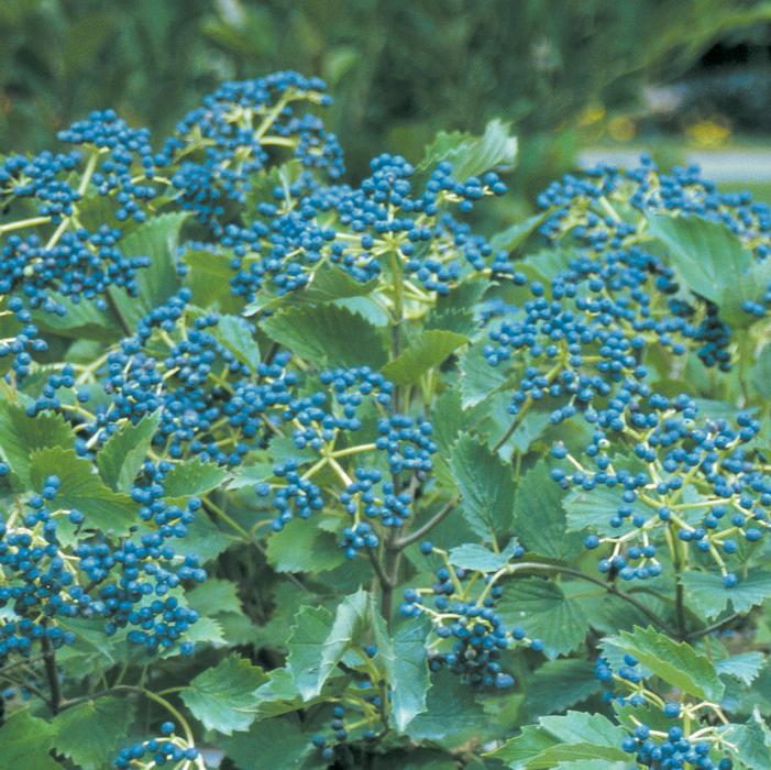 BLUE MUFFIN® VIBURNUM