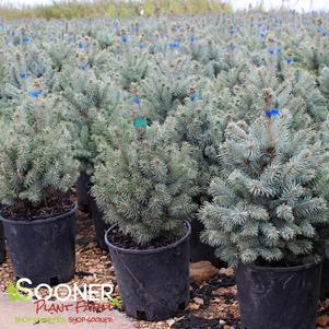 Picea pungens 'Baby Blue'