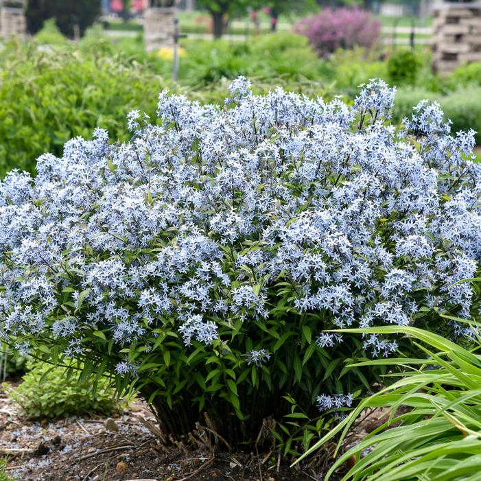 STORM CLOUD BLUE STAR