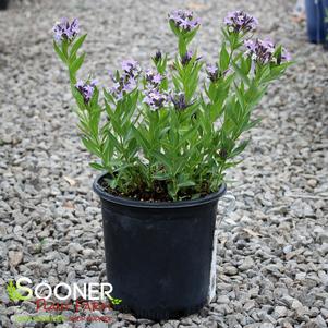 Amsonia tabernaemontana 'Blue Ice'