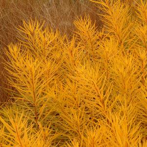 Amsonia hubrichtii 'Butterscotch'