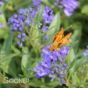 Caryopteris x clandonensis 'Blauer Splatz'