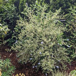 Ceanothus thyrsiflorus 'Cool Blue'