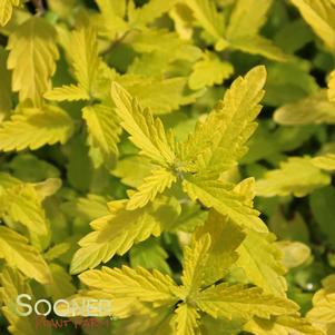 Caryopteris incana 'SMNCVH'