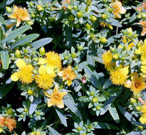 BLUES FESTIVAL® ST. JOHN'S WORT