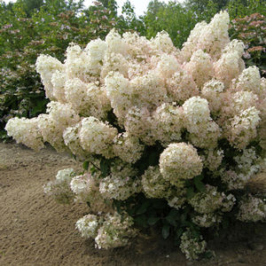 BOBO® HYDRANGEA