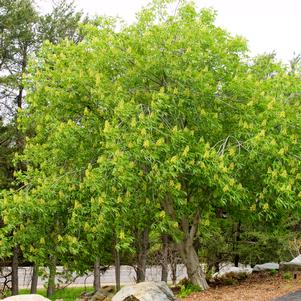 Aesculus glabra ''