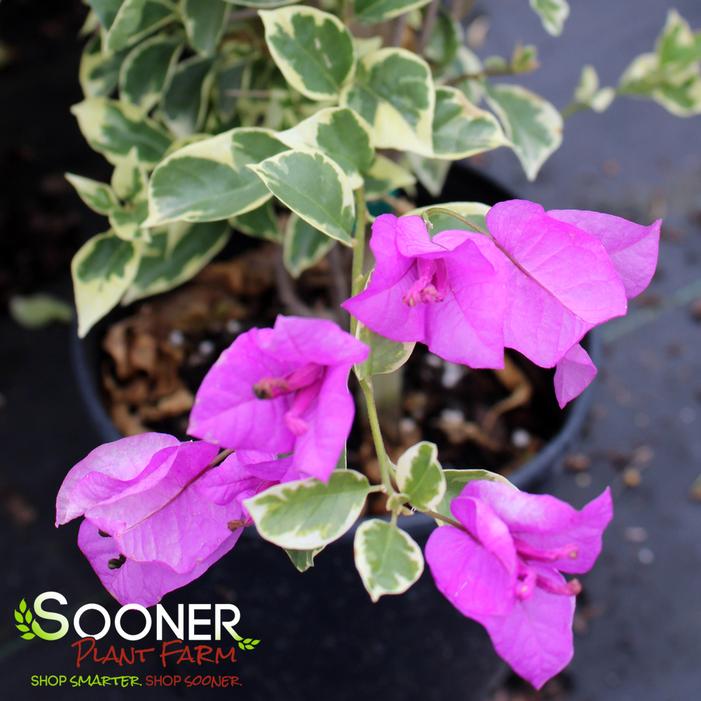 BLUEBERRY ICE BOUGAINVILLEA