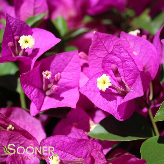 ROYAL PURPLE BOUGAINVILLEA