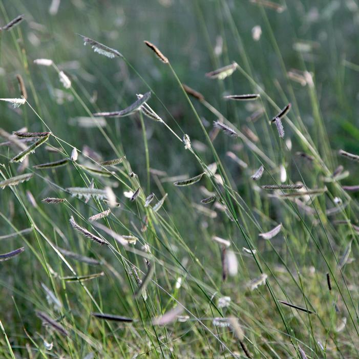 BLUE GRAMA GRASS