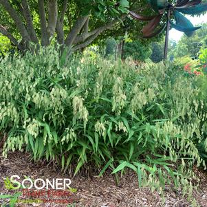 Chasmanthium latifolium ''